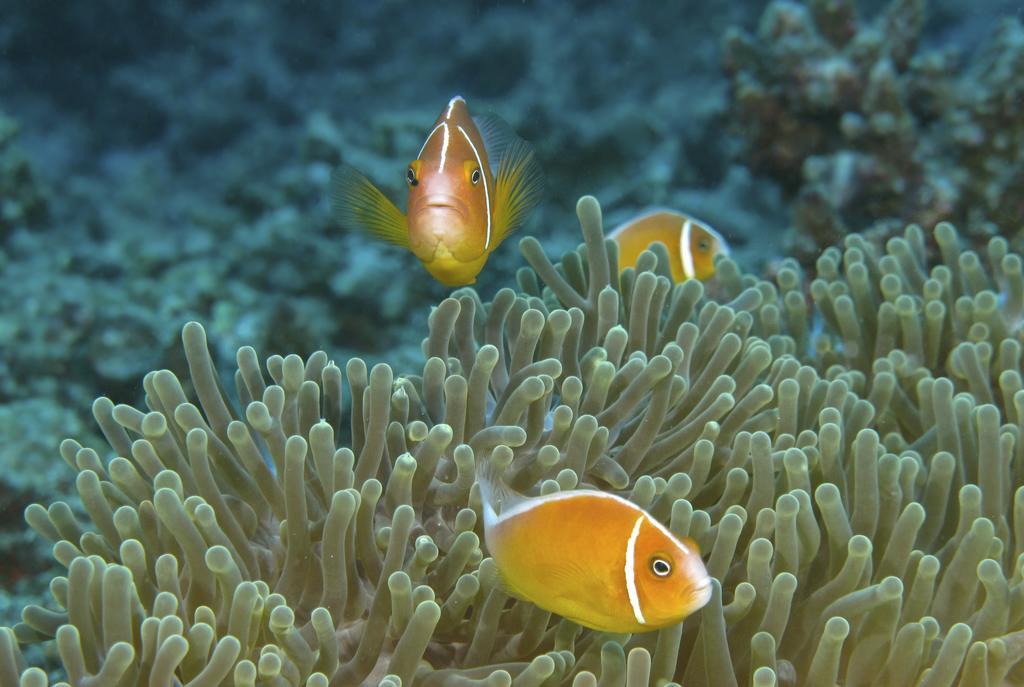 โวโมไอส์แลนด์รีสอร์ท Vomo Island ภายนอก รูปภาพ